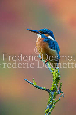 Kingfisher (Alcedo Atthis)-133