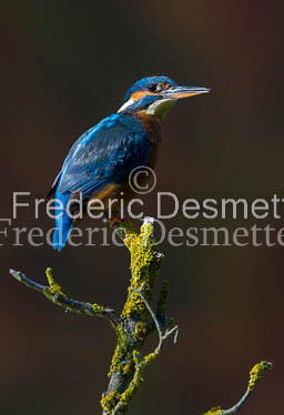 Kingfisher (Alcedo Atthis)-134