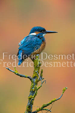Kingfisher (Alcedo Atthis)-135