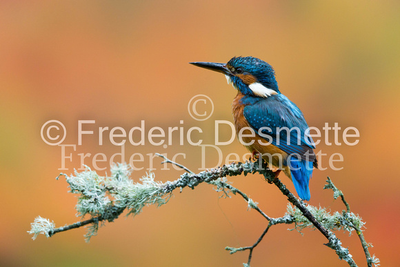 Kingfisher (Alcedo Atthis)-144