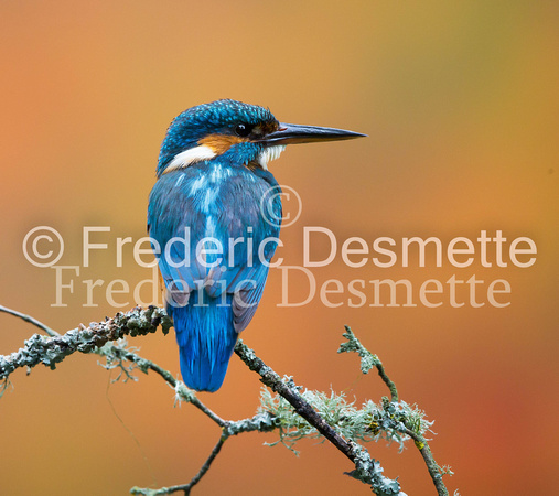Kingfisher (Alcedo Atthis)-145