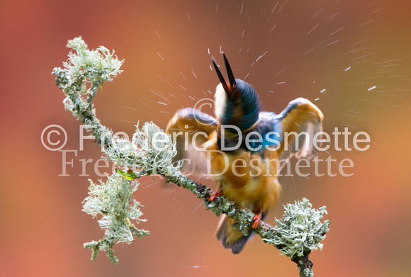 Kingfisher (Alcedo Atthis)-147