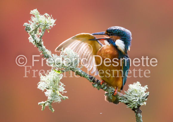 Kingfisher (Alcedo Atthis)-150