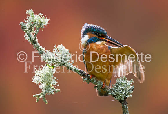 Kingfisher (Alcedo Atthis)-152