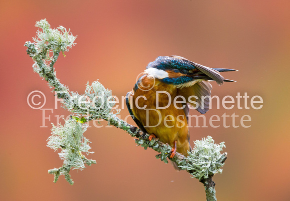 Kingfisher (Alcedo Atthis)-153