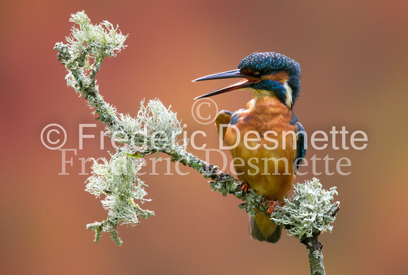 Kingfisher (Alcedo Atthis)-154
