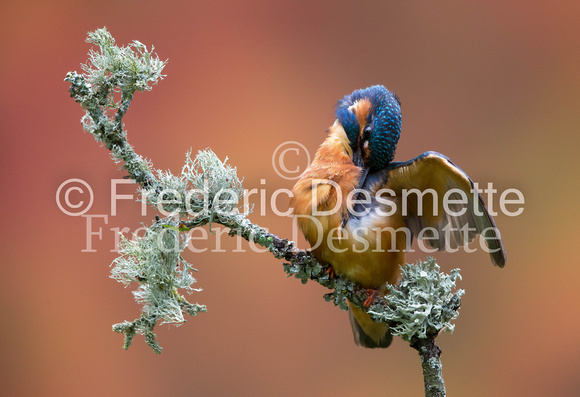 Kingfisher (Alcedo Atthis)-155