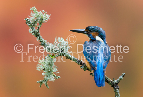 Kingfisher (Alcedo Atthis)-156