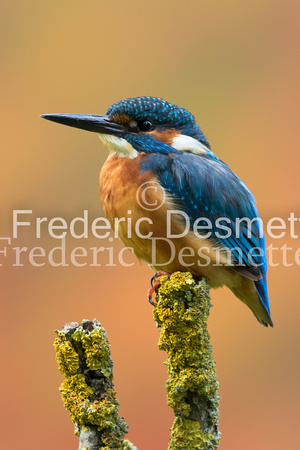 Kingfisher (Alcedo Atthis)-157
