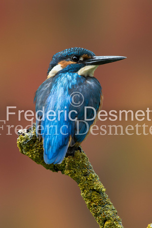 Kingfisher (Alcedo Atthis)-158