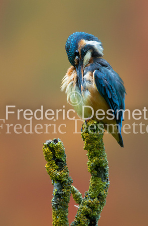 Kingfisher (Alcedo Atthis)-161