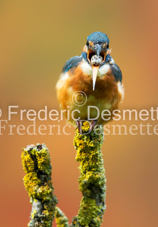 Kingfisher (Alcedo Atthis)-168