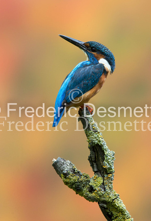 Kingfisher (Alcedo Atthis)-173