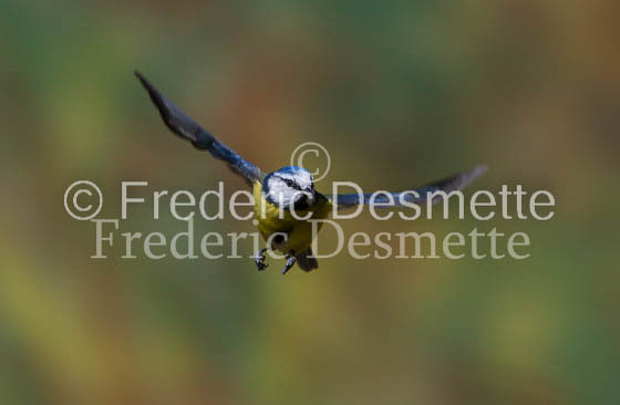 Blue tit (Parus caeruleus)-204