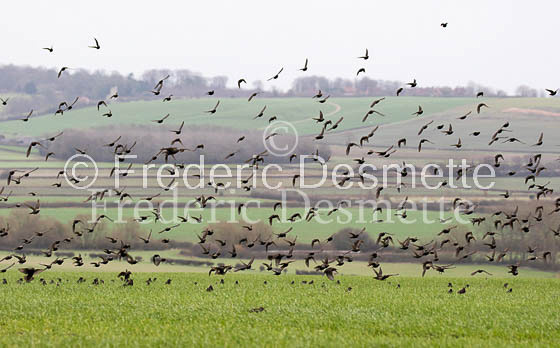 Starling (Sturnus vulgaris)-232