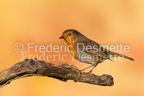 Robin (Erithacus rubecula)-49