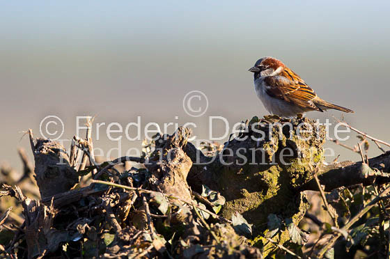 House sparrow (passer domesticus)-30