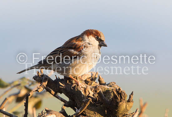 House sparrow (passer domesticus)-31