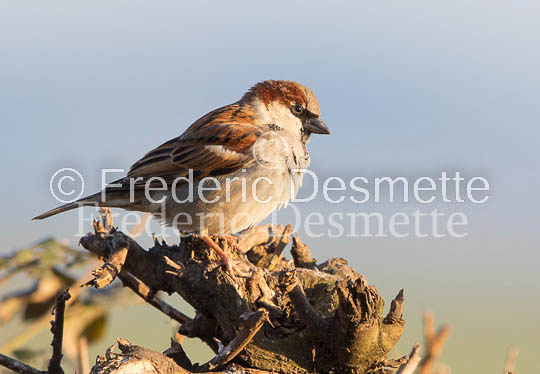 House sparrow (passer domesticus)-32