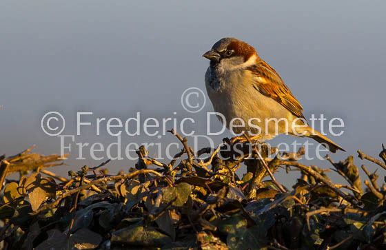 House sparrow (passer domesticus)-34