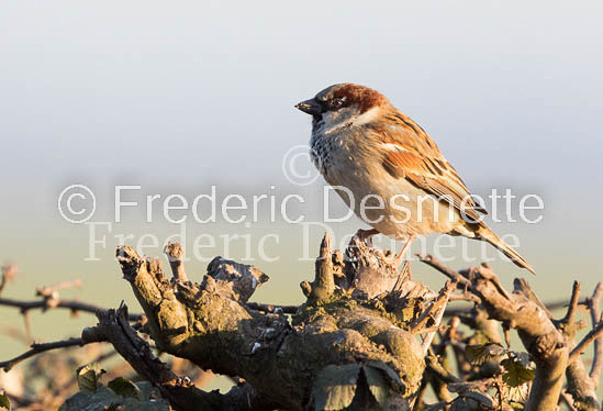 House sparrow (passer domesticus)-33