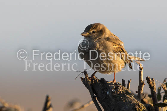 House sparrow (passer domesticus)-35