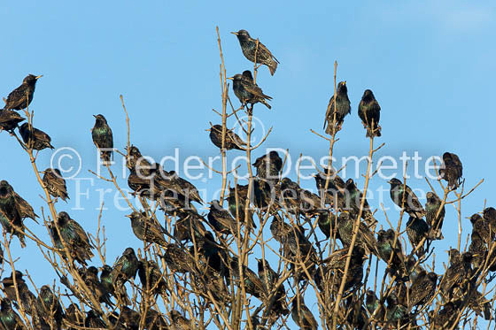 Starling (Sturnus vulgaris)-158
