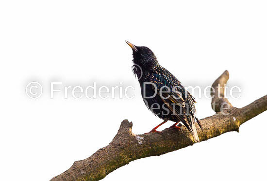 Starling (Sturnus vulgaris)-132