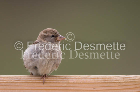 House sparrow (passer domesticus)-36
