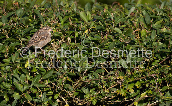 House sparrow (passer domesticus)-38