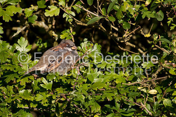 House sparrow (passer domesticus)-37