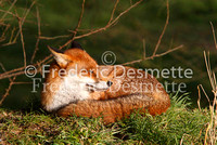 Red fox 2 (Vulpes vulpes)
