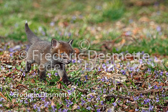 Red Fox 48 (Vulpes vulpes)