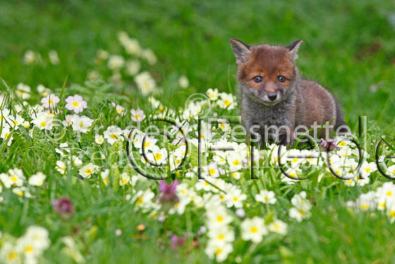 Red fox 53 (Vulpes vulpes)