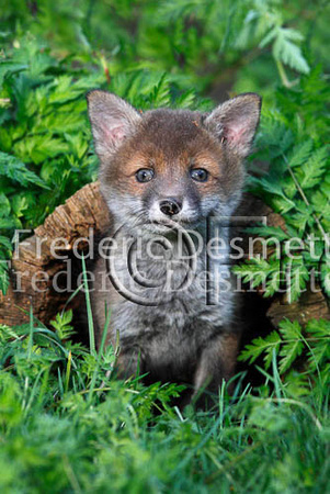 Red fox 84 (Vulpes vulpes)