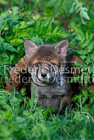 Red fox 86 (Vulpes vulpes)