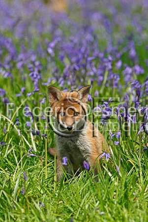 Red fox 63 (Vulpes vulpes)