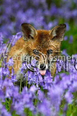 Red fox 74 (Vulpes vulpes)