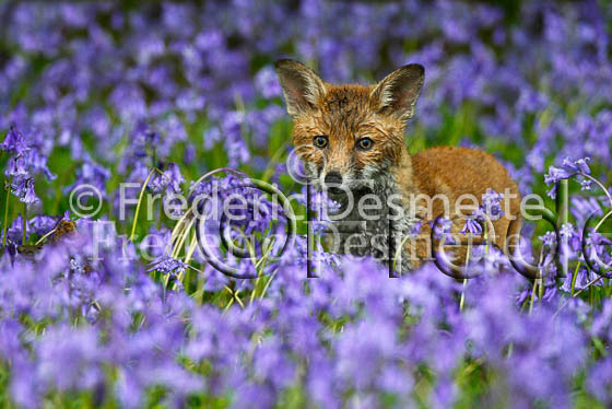 Red fox 64 (Vulpes vulpes)