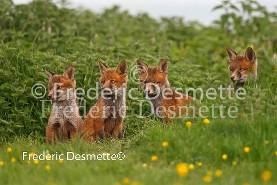 Red fox 113 (Vulpes vulpes)