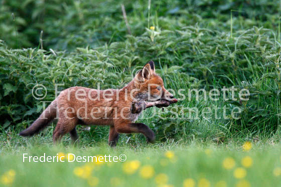 Red fox 139 (Vulpes vulpes)