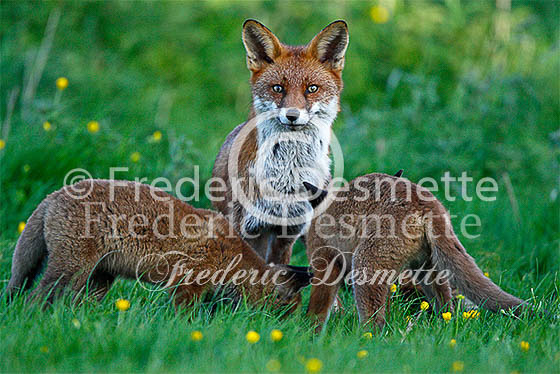 Red fox 515 (Vulpes vulpes)