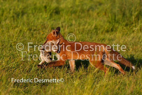 Red fox 172 (Vulpes vulpes)