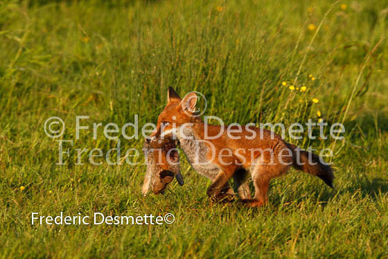 Red fox 174 (Vulpes vulpes)