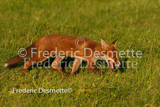 Red fox 160 (Vulpes vulpes)