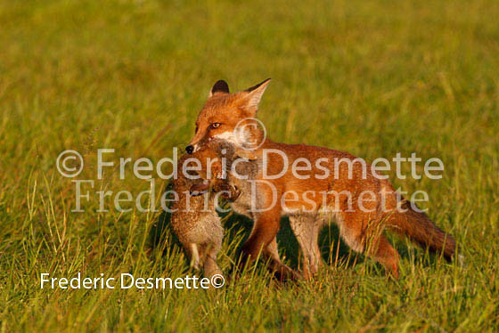 Red fox 165 (Vulpes vulpes)