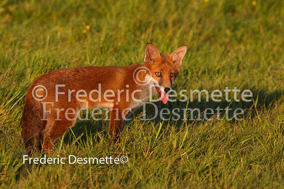 Red fox 156 (Vulpes vulpes)