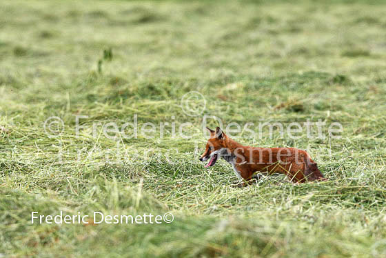 Red fox 189 (Vulpes vulpes)