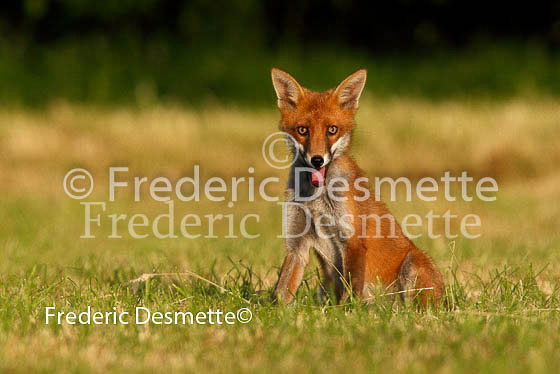 Red fox 192 (Vulpes vulpes)
