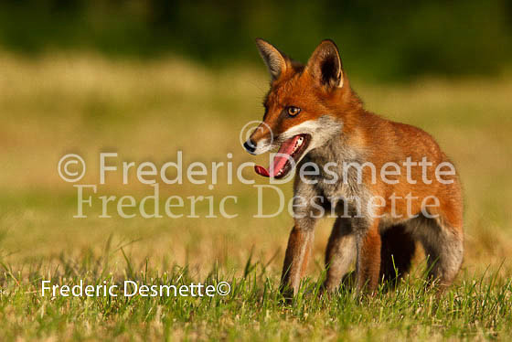 Red fox 194 (Vulpes vulpes)